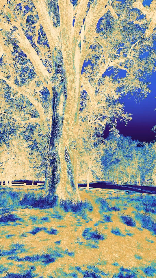 Negative Trees
