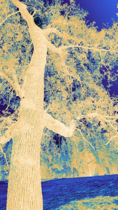Gold Tree
