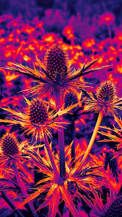 Thermal Thistles