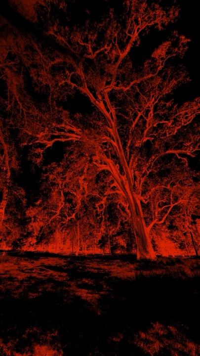 Blood red tree