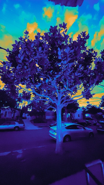 Tree Dreams