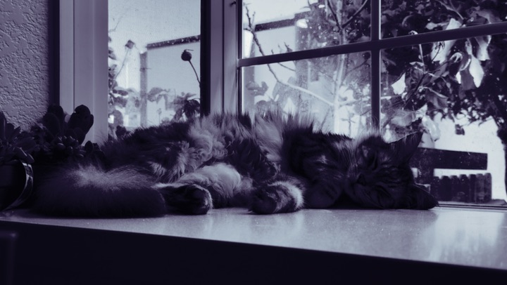 Fade to Meow